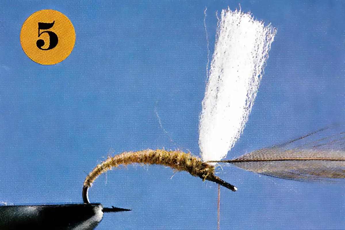A fly-tying step for the Klinkhamer Special.