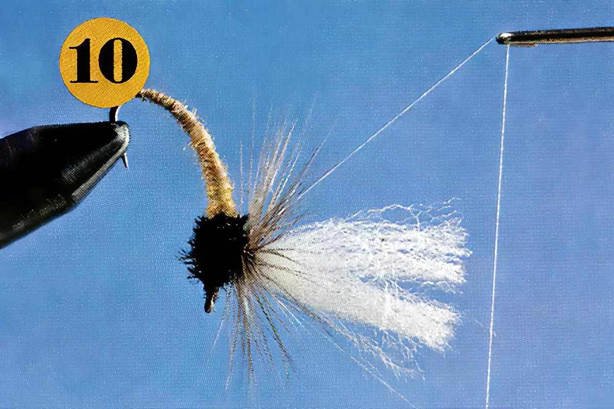 A fly-tying step for the Klinkhamer Special.