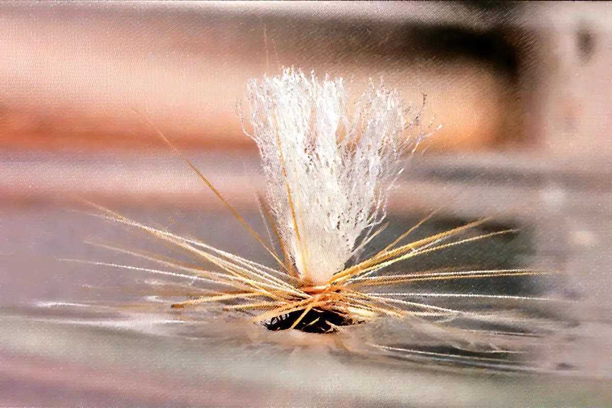 The hackle wraps and parachute post of a Klinkhamer Special sitting on top of the water. 