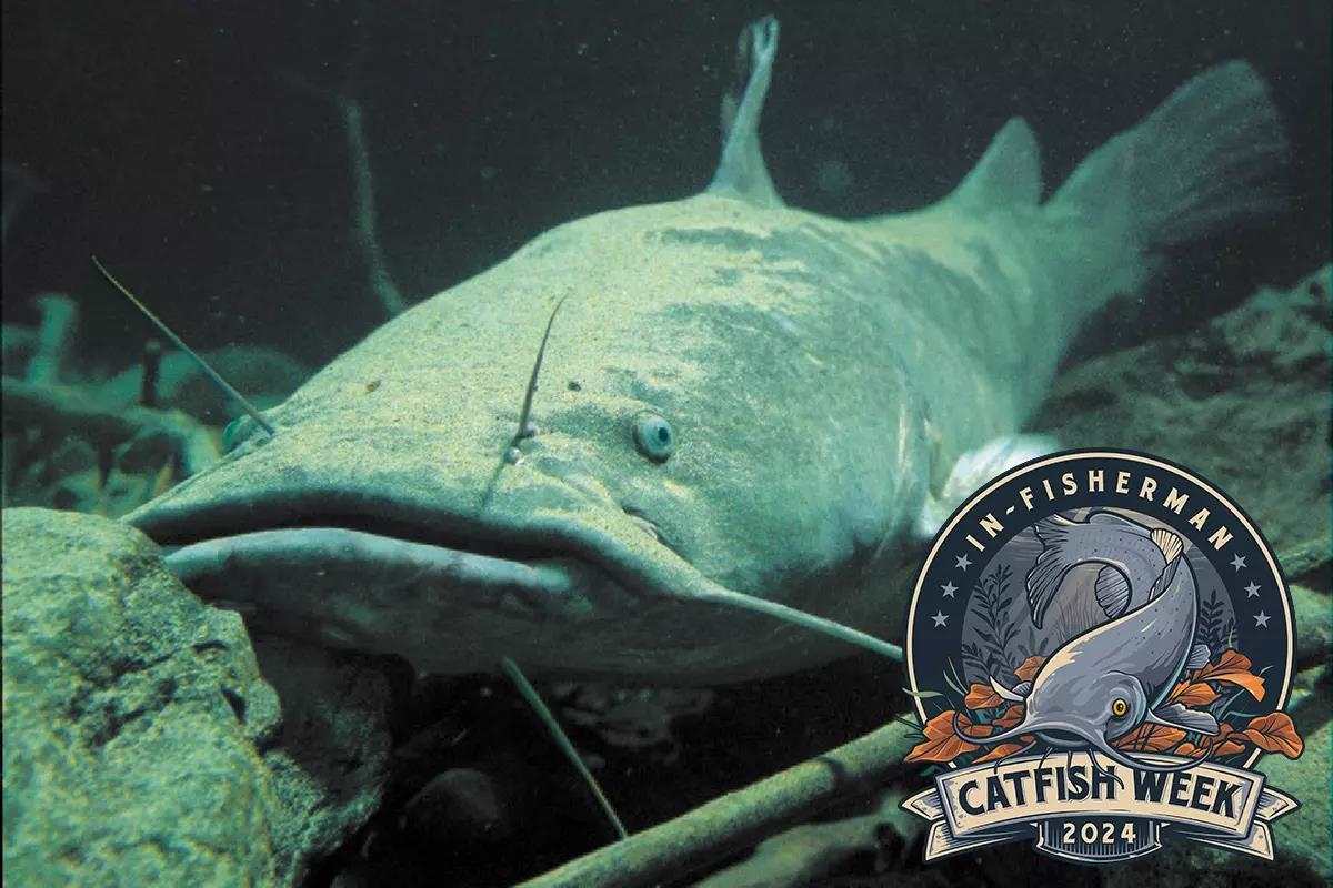 Catfish Week: A Flathead's Life Around the Calendar