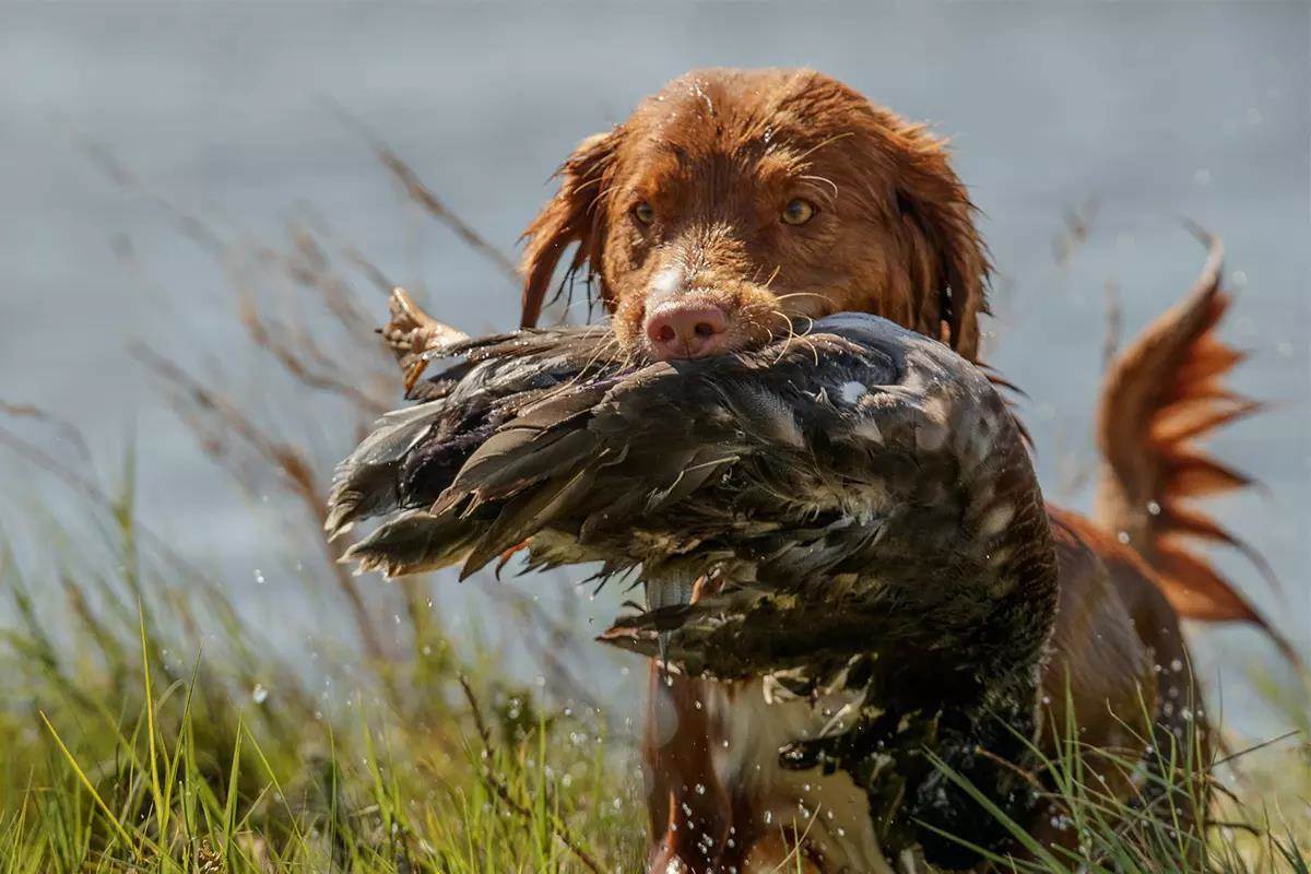 A Novia Scotia duck tolling retriever carries a wet duck out of the water.
