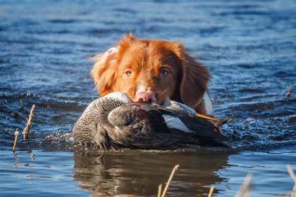 The Nova Scotia Duck Tolling Retriever Dog Breed Overview