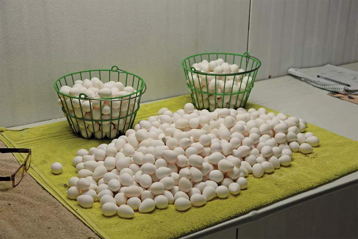 A pile of quail eggs with more quail eggs in two baskets nearby.