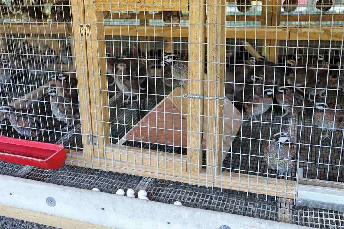 Bobwhite quail in a wire pen with eggs that have rolled to the front.