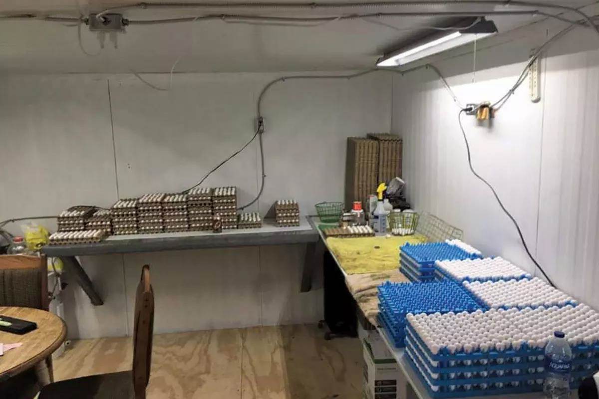 A room filled with pallets of quail eggs on a counter.