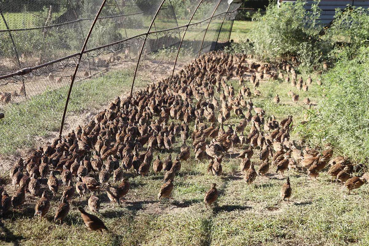 Hundreds of quail walk through the grass in a big flight pen.