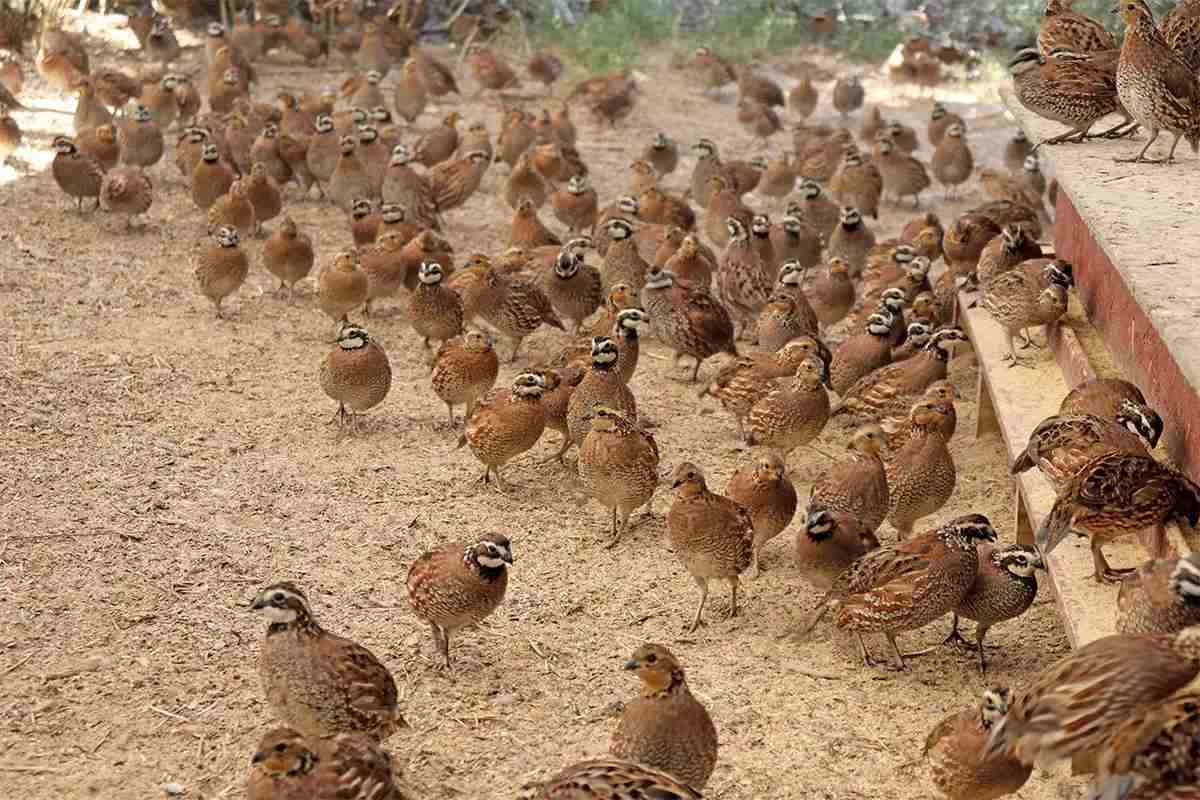 Lots of bobwhite quail walk around on the ground together.