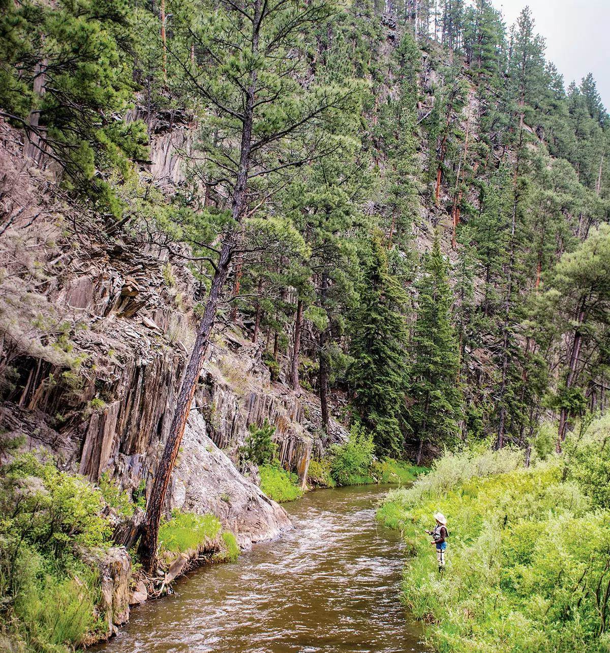 A fly angler fishing from the banks of a small creek next to a tall, evergreen-lined cliff. 