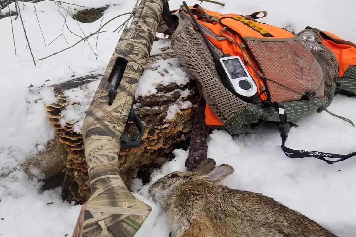 Operation Rabbit The Winchester SX4: A Shotgun Destined for All Seasons - Petersen's Hunting
