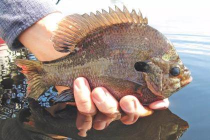 Bedtime for Bream: Catch a Limit of Spawning Bluegills - Game & Fish