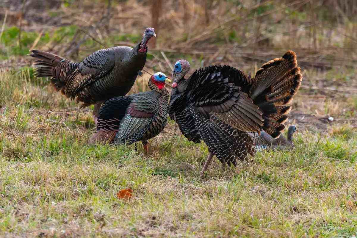 Two turkey toms check out a turkey decoy setup. 