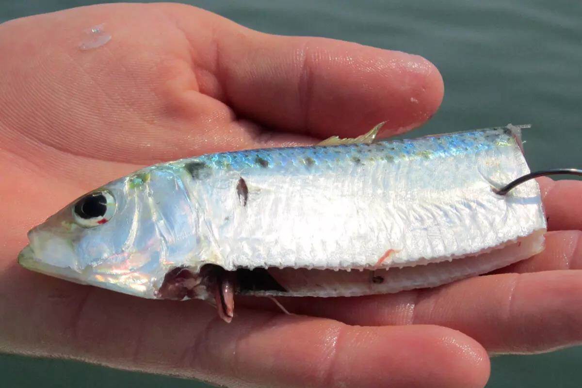 Five Top North Carolina Saltwater Picks - Game & Fish
