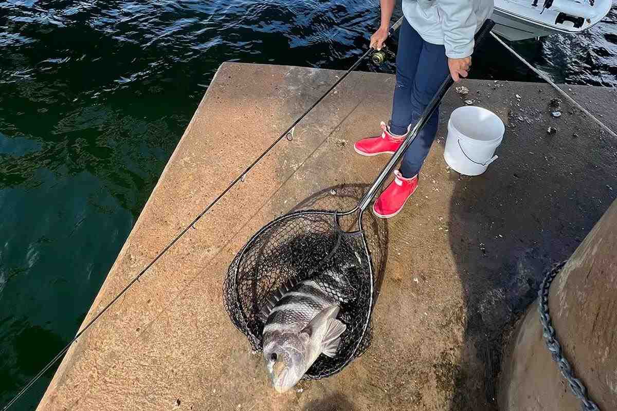 Top Secrets for the Best Sheepshead Fishing of Your Life - Florida Sportsman