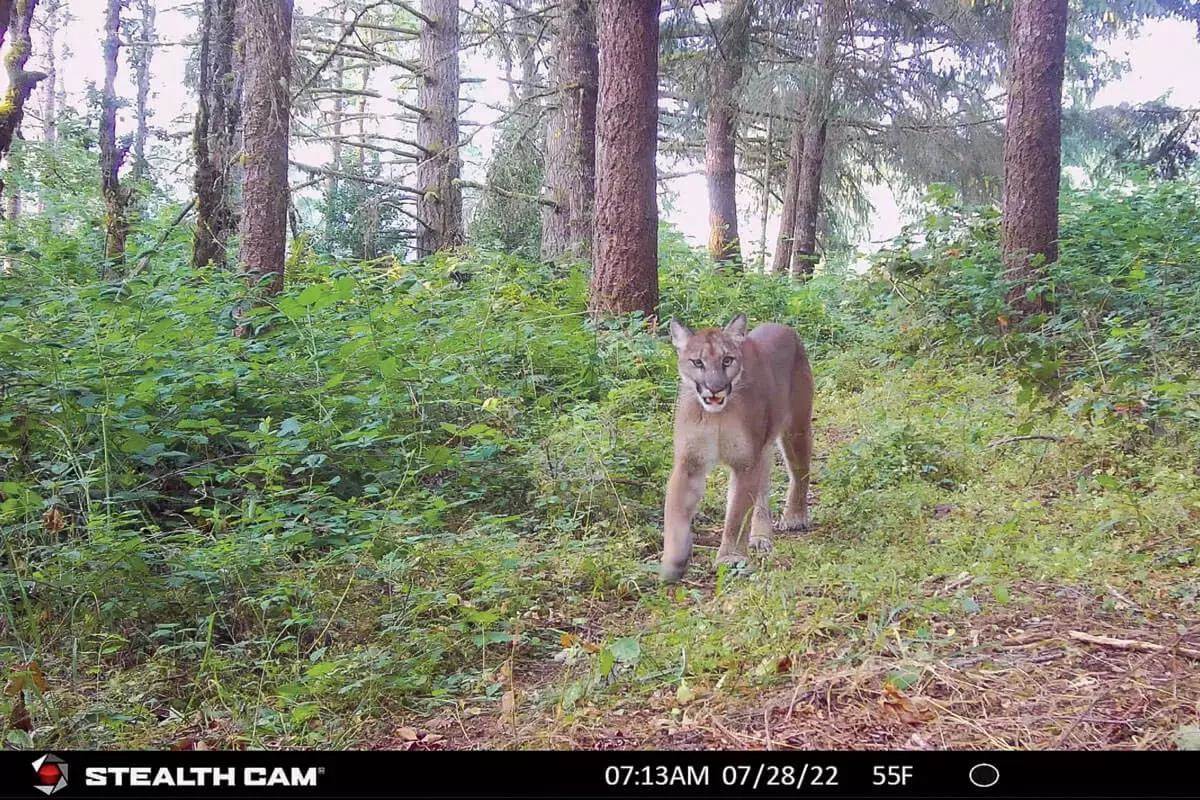 Trail Cameras for Predators