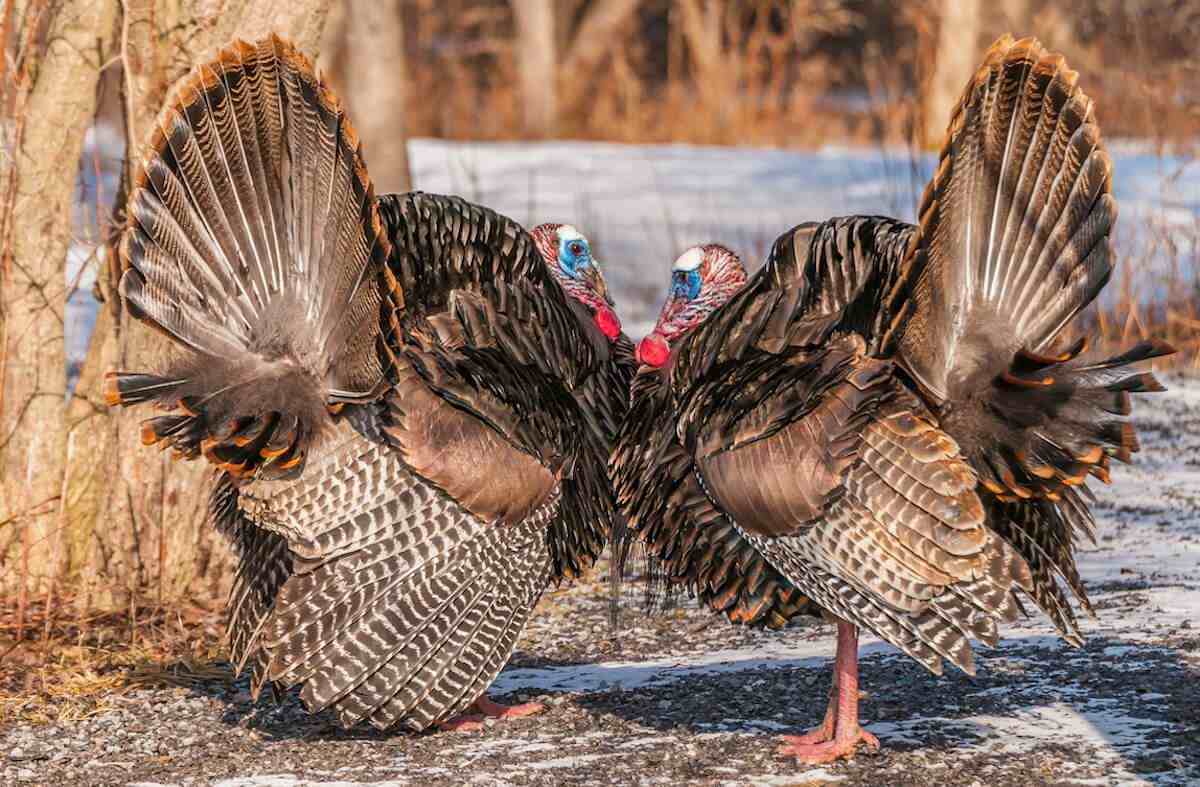 How to Use Trail Cams to Pattern Spring Gobblers