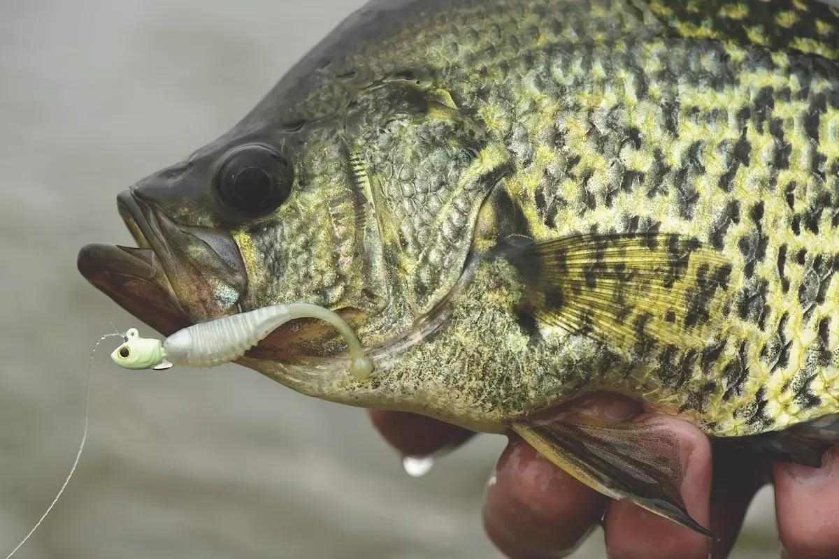Jig Tactics for Slab Crappies - Game & Fish