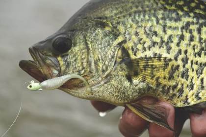 Crappie Fishing Dusk to Dawn - Game & Fish