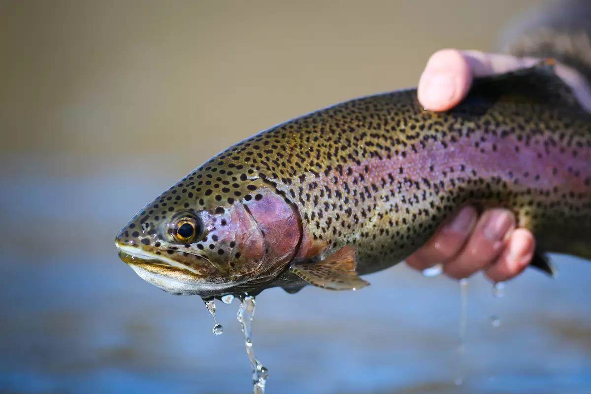 A close-up photo of a recently caught rainbow trout. 