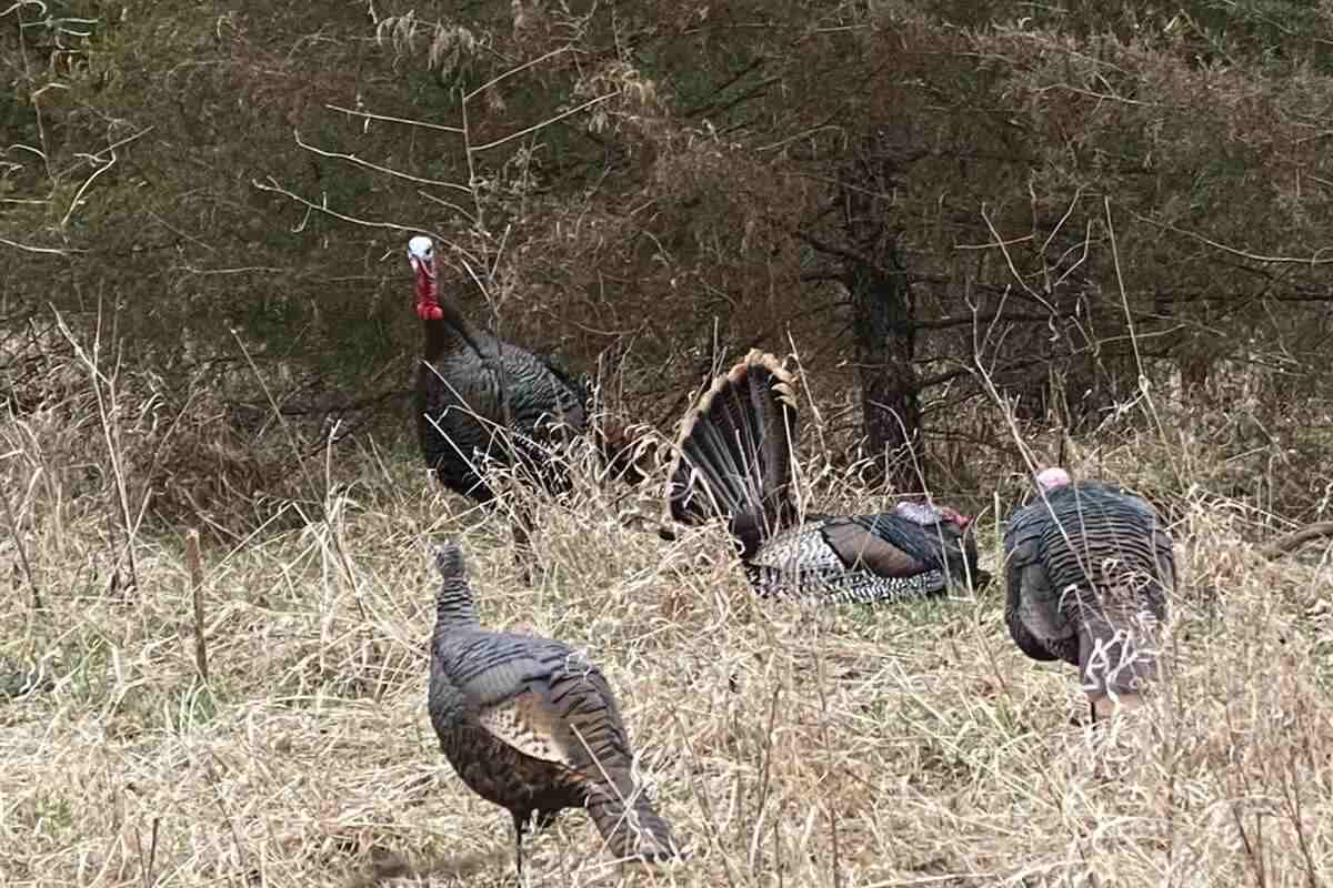 dead turkey with friends