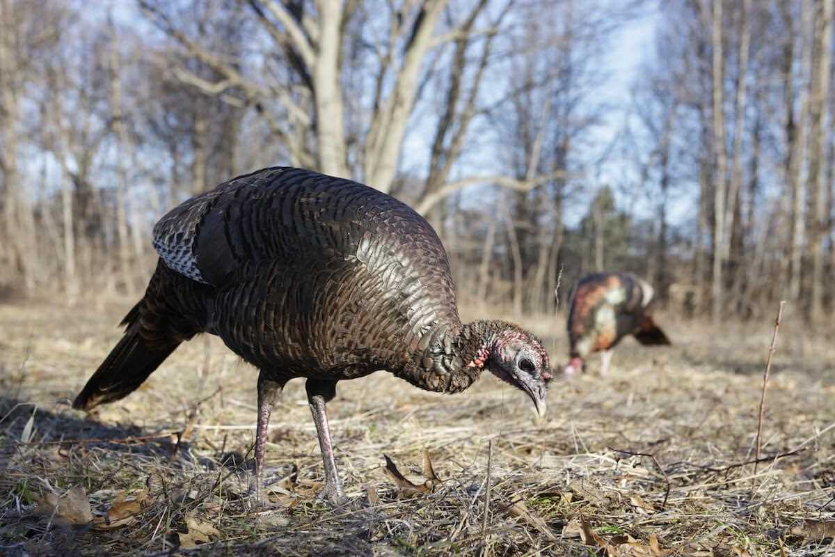 A Seasonal Salute to the Turkey Hen
