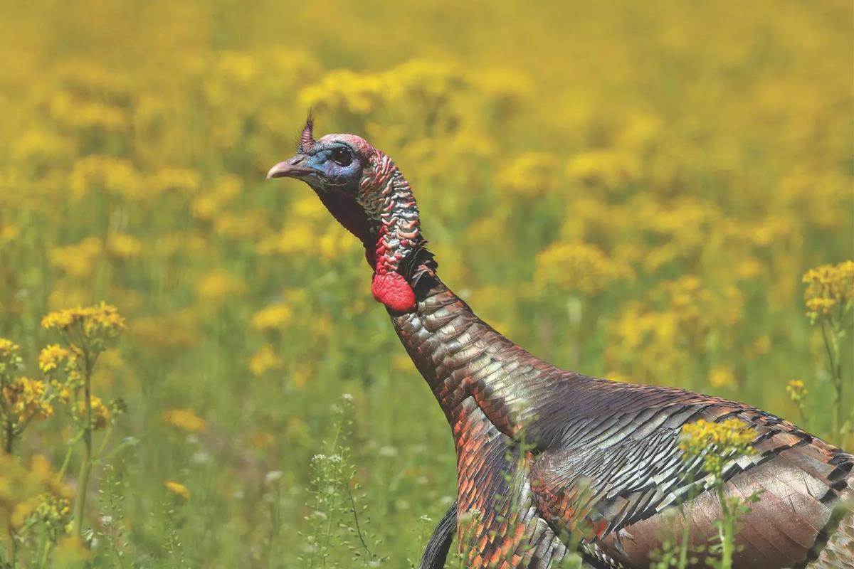 top-expert-turkey-hunters-give-up-their-hunting-secrets-game-fish