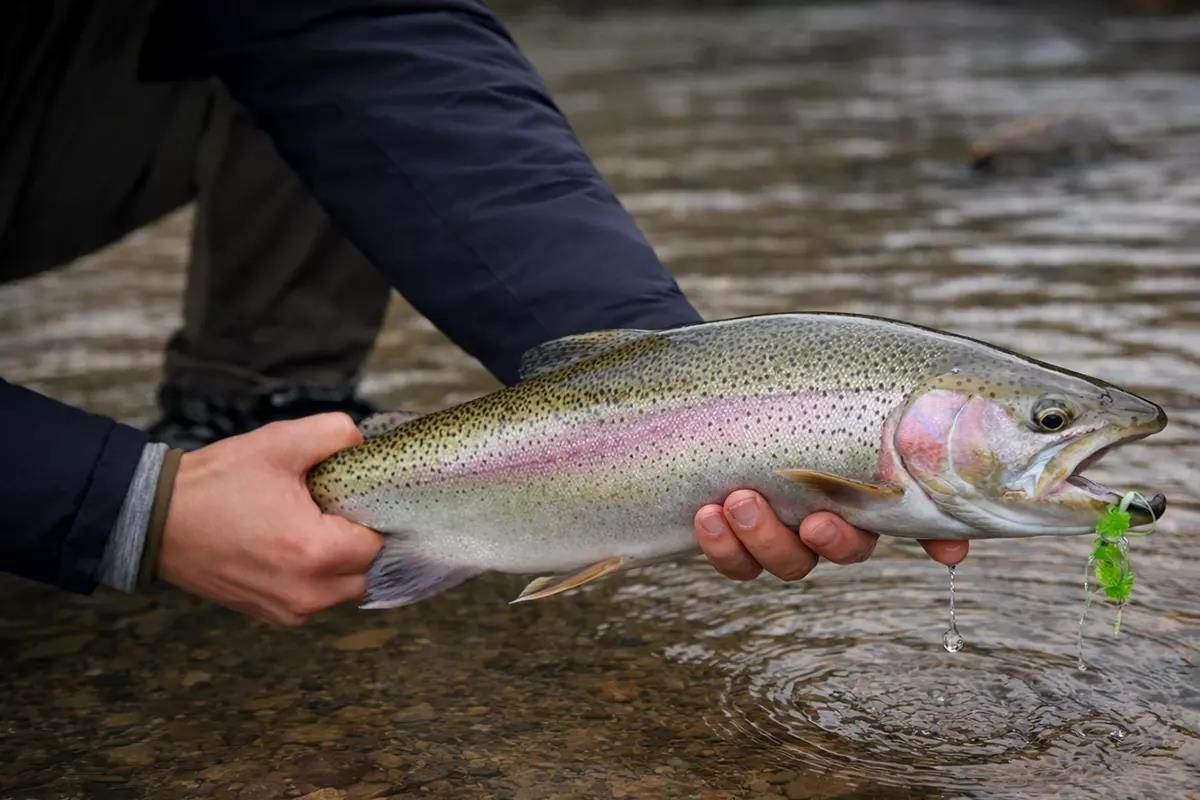 A chunky rainbow trout held just over the water's surface, a green fly dangling from the fish's mouth.