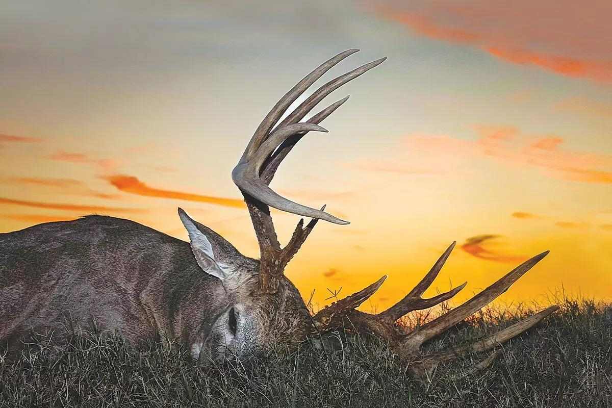 Buck laying down