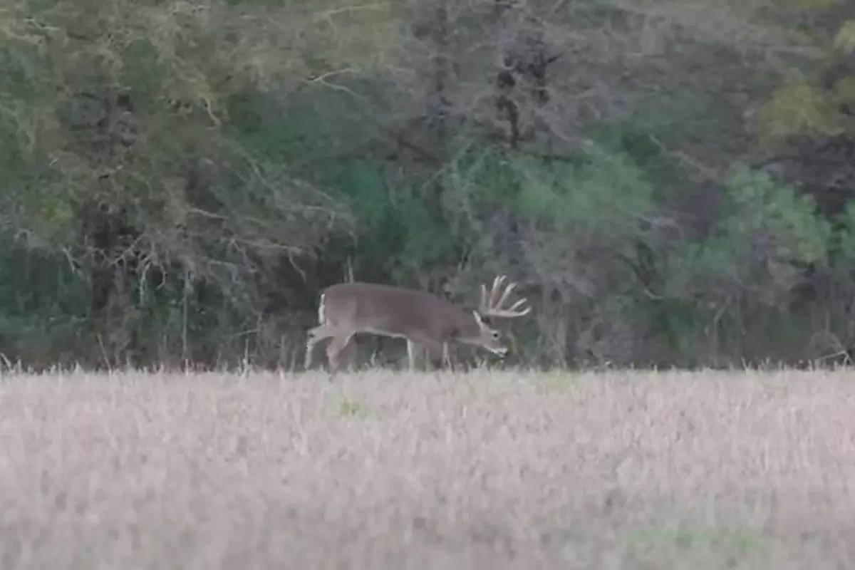 Buck walking through field