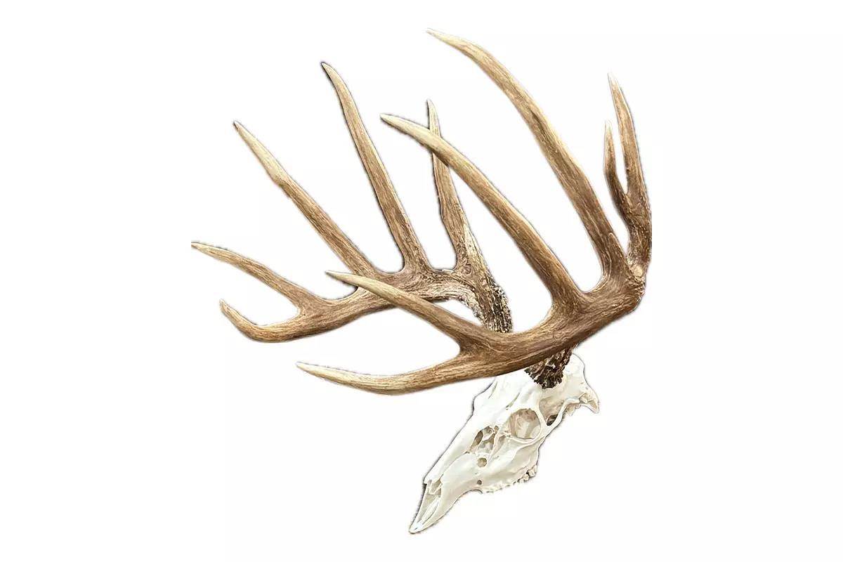 Side view of the buck