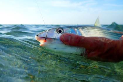 hooked bonefish in hand halfway submerged in beautiful clear water