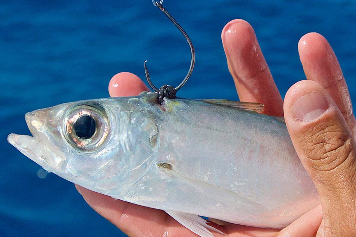 bridle rigged live bait for kitefishing sailfish