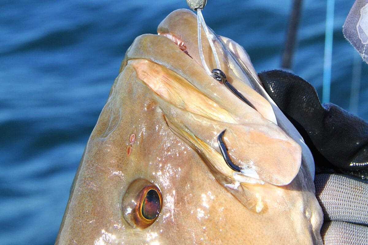 bridle rigged bait fish in hand with ocean in background