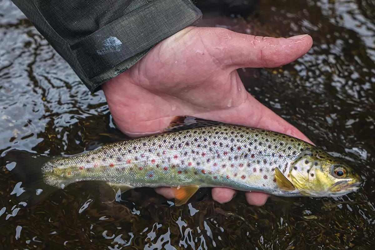 A small brown trout held in the water by a hand.