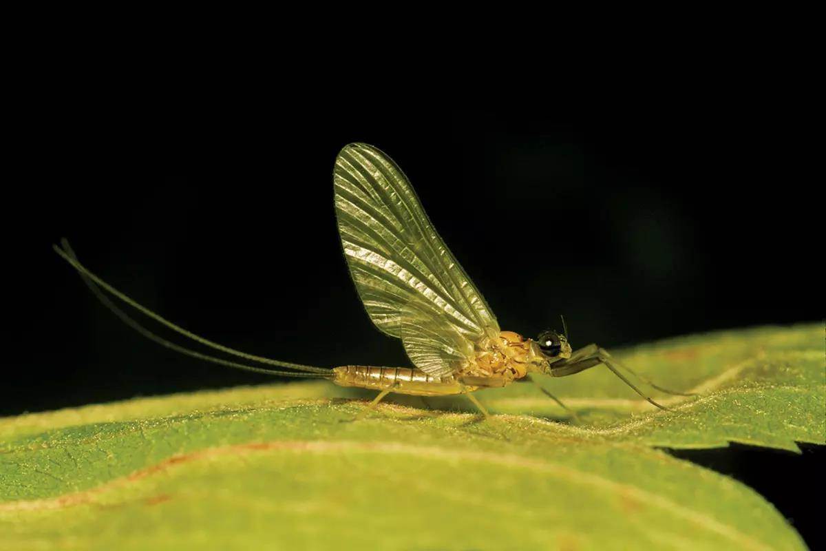 Understanding Sulphur Mayfly Hatches: Big, Little, and Look& - Fly ...