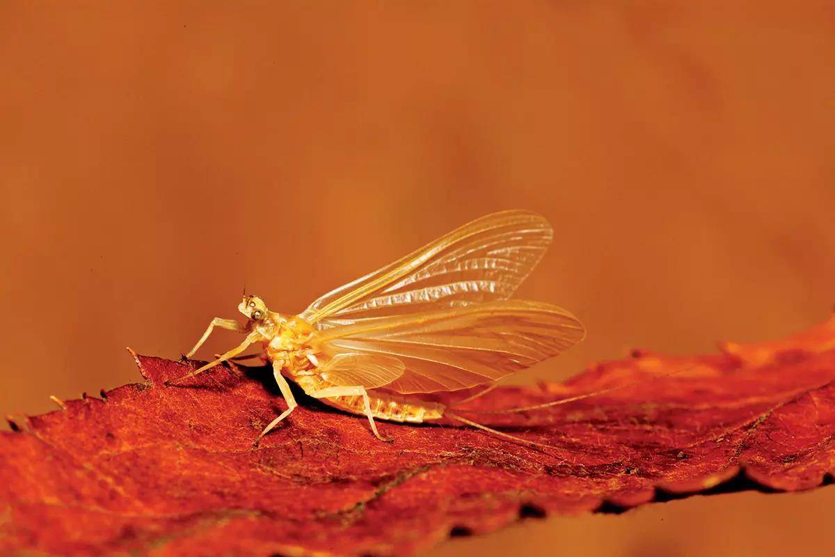 Understanding Sulphur Mayfly Hatches: Big, Little, and Look& - Fly ...