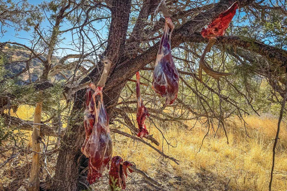meat hanging in tree
