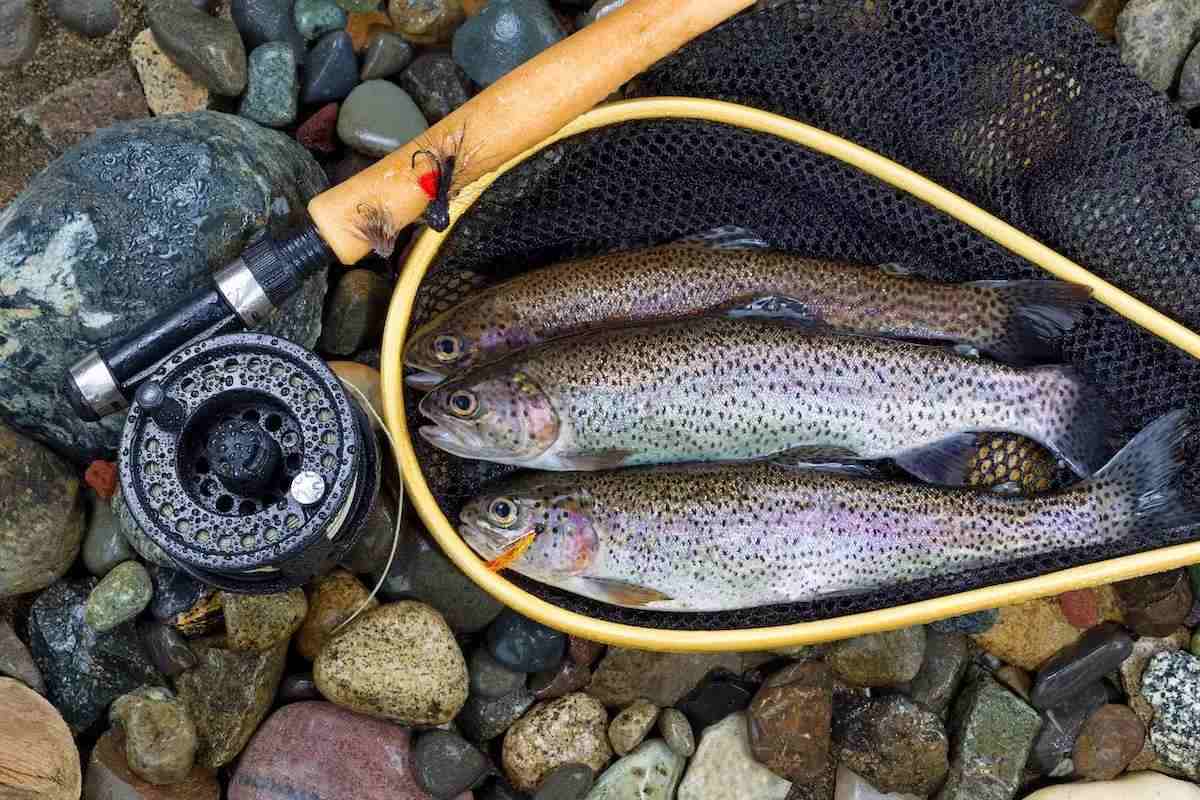 Unlock The Secrets to Trout Fishing in Western Creeks