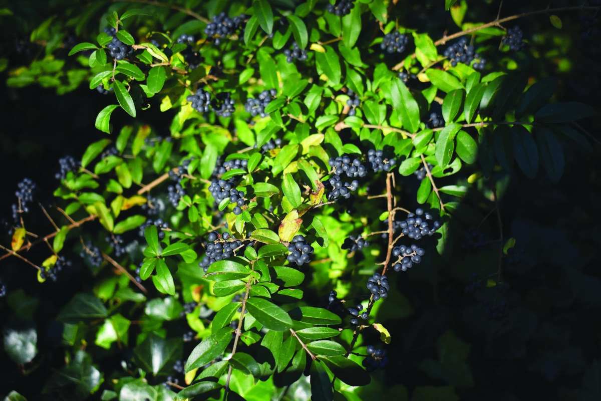 Invasive Plant Profiles Part Two: Chinese Privet