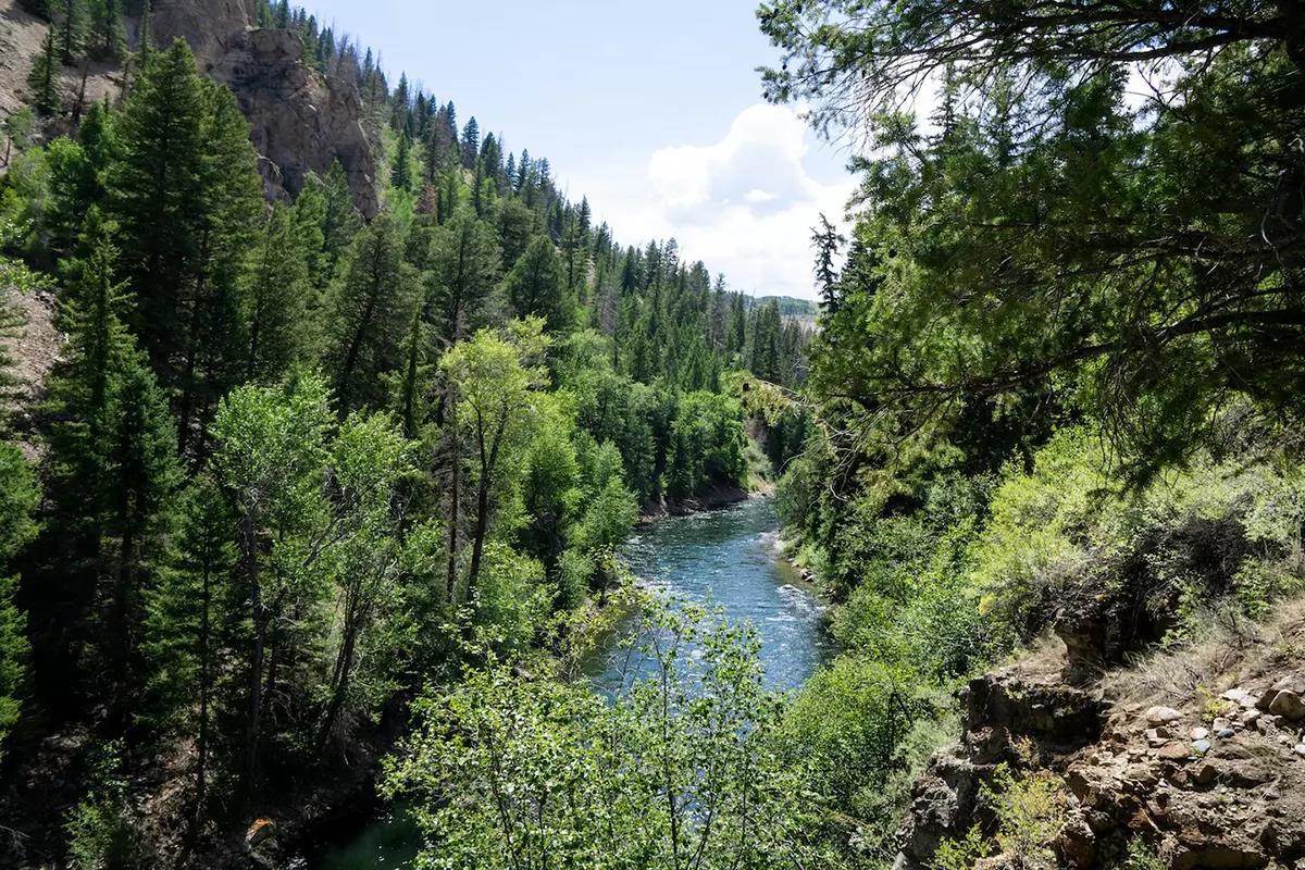 A canyon river shrouded in pine trees and cottonwoods.
