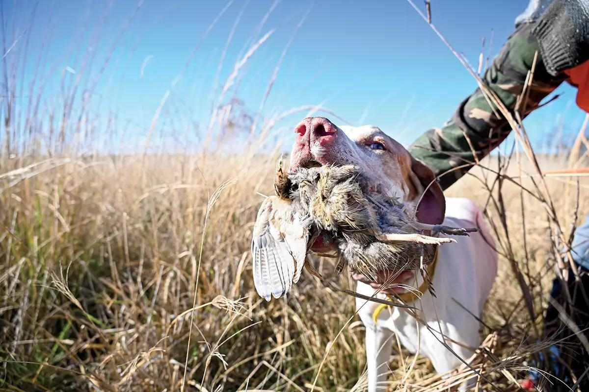 A lemon colored pointer holding a perdiz in it's mouth.