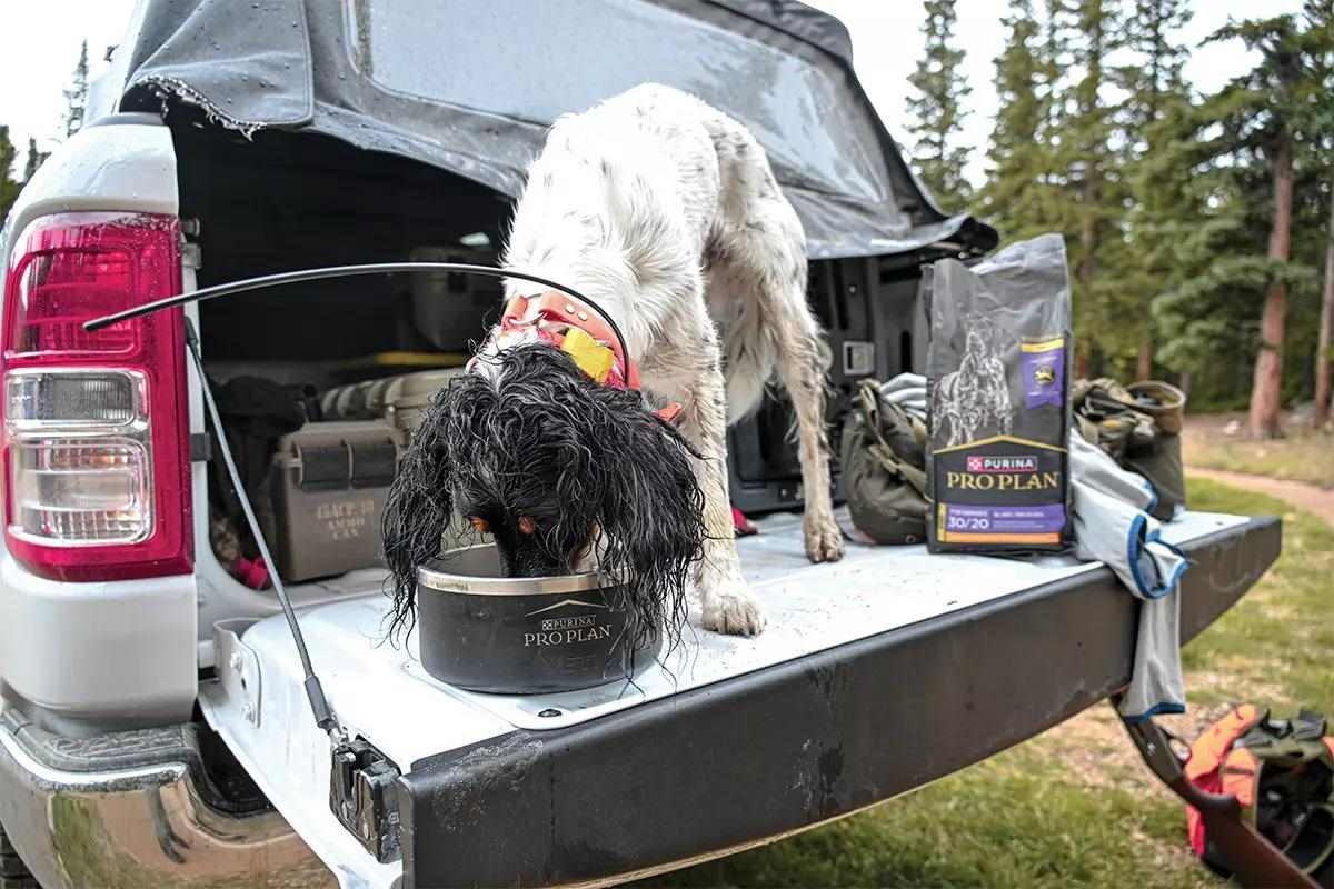An English setter stands on the tailgate eating from a bowl of dog food.
