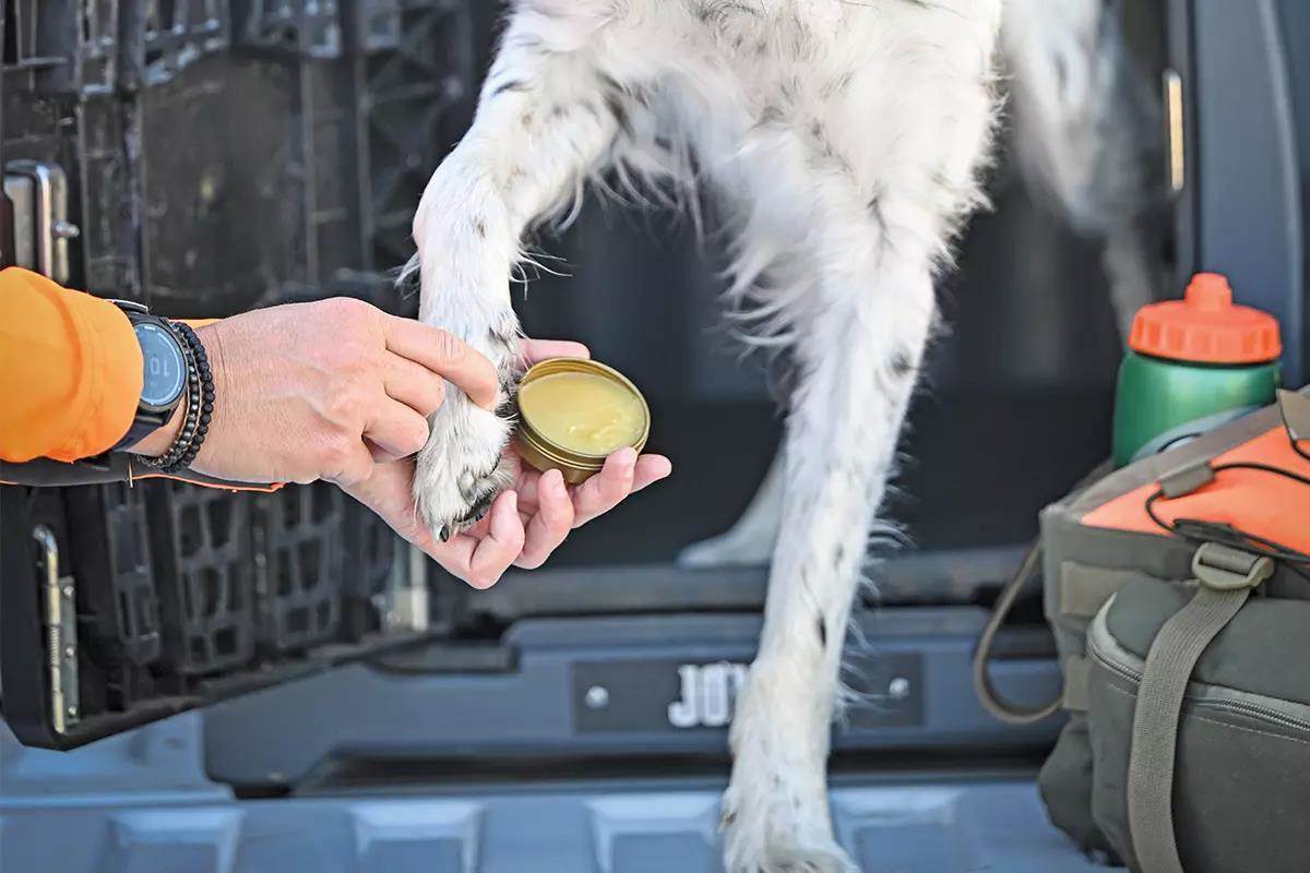 A hunters rubs a paw pad conditioner onto their dog's paws.