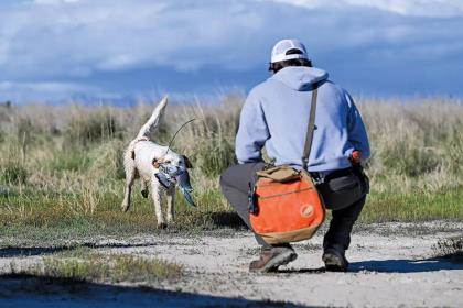 An English setter retrieves a pigeon to its handler.