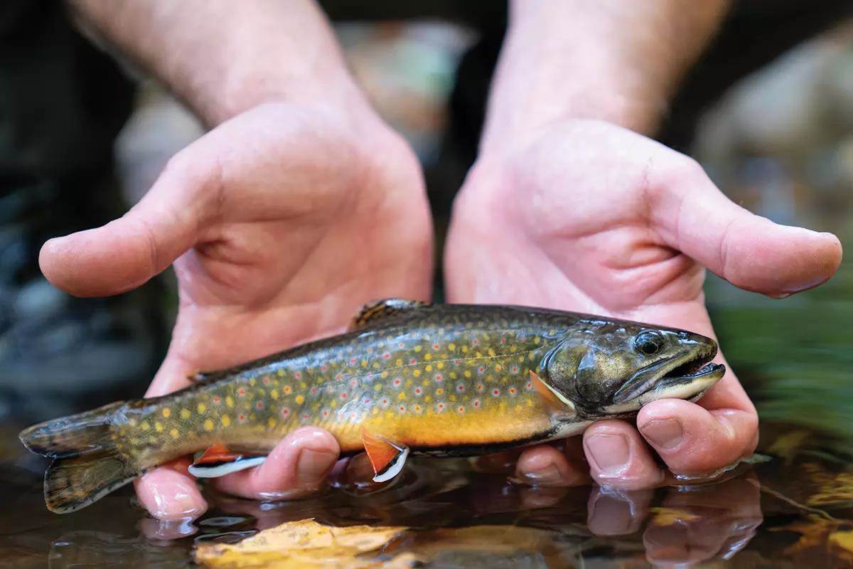 USFWS Going All in on Fish Passage