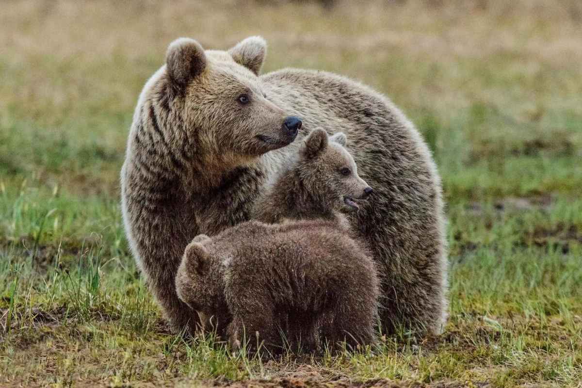 Ex-Wife Exposed All; Wyoming Man Charged With Killing Multiple Grizzlies 