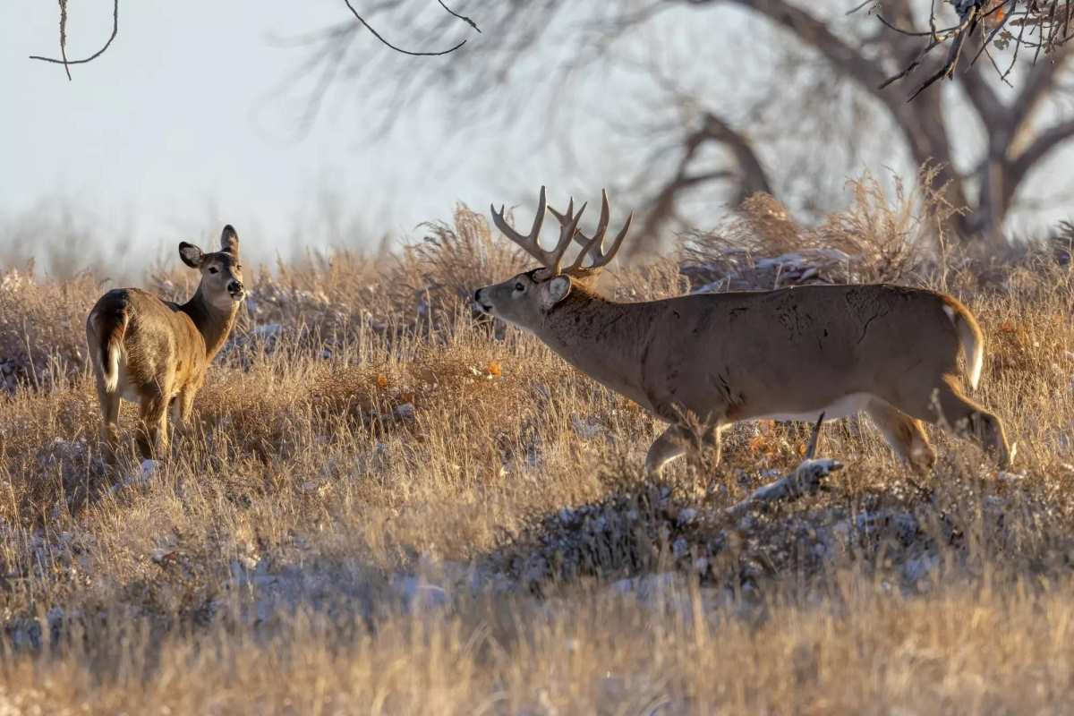 The Best Days To Hunt The Rut This Season