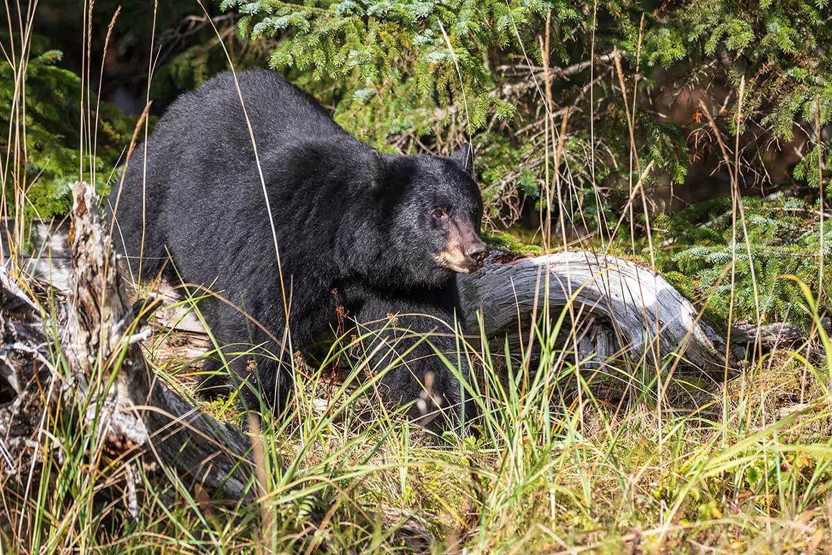 Utilize Predator Calls to Maximize Your Bear Hunting Success - Petersen's Hunting