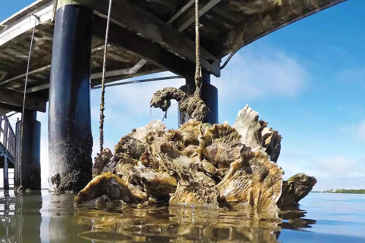 Conservation: Oyster Gardens in the Tide