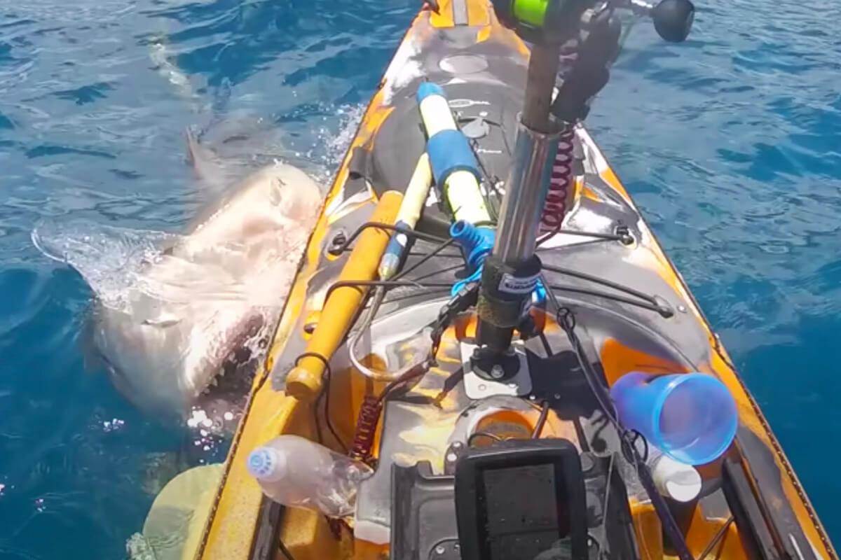 Video Of Shark Attacking Fishing Kayak Garners Viral Attention