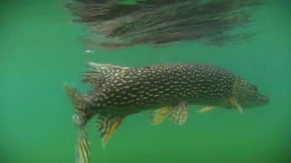 Topwater Pike  Tourism Saskatchewan